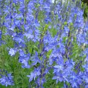 Veronica teucrium fleur